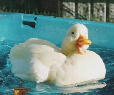 ESѧʲô